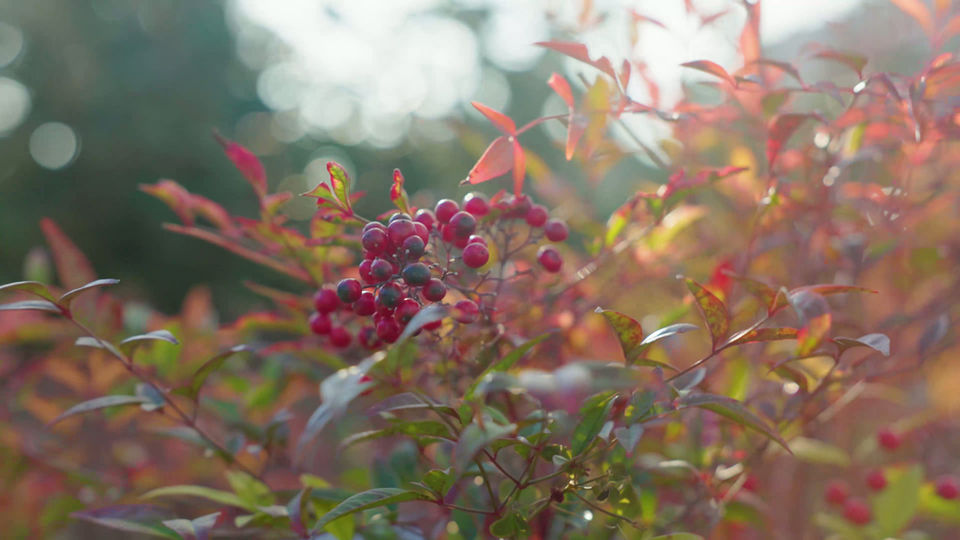 Clip promotionnel paysagiste